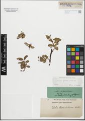 Foto von Salix glabra Scop. x Salix retusa L.